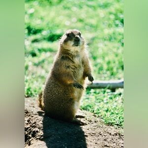 4x6 Prairie Dog Portrait Photo Print #1